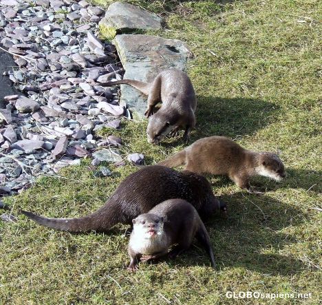 Postcard More otters