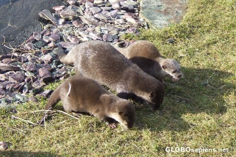 Postcard Three wise otters