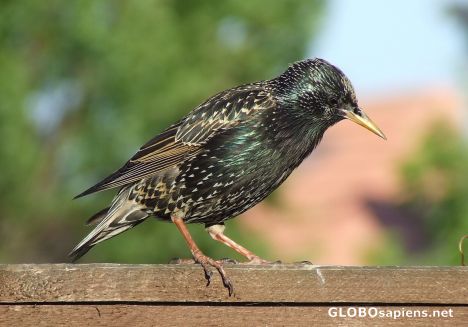 Postcard Looking for her brood
