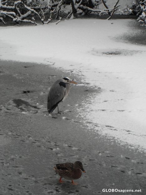 Postcard The Heron & Duck