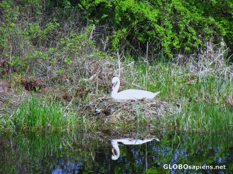 Postcard Cygnets Coming Soon