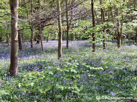 Postcard No Bluebell Girls in the woods