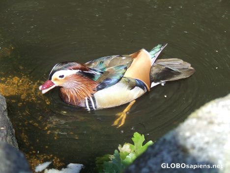 Postcard Martin mere wild fowl park