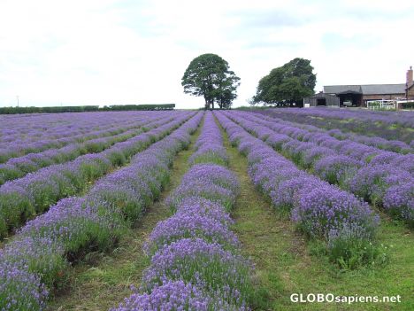 Postcard Smelly field but nice