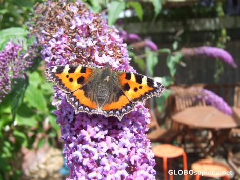Postcard Butterfly