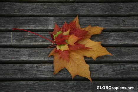 Postcard Autumn leaves