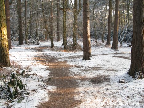 Postcard Forest path