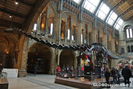 Postcard Diplodocus in Natural History Museum