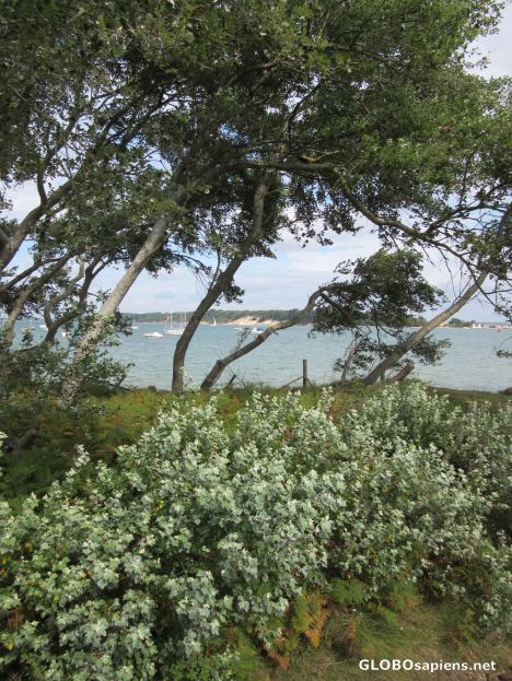 Postcard Shell Bay