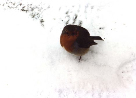 Postcard Robin