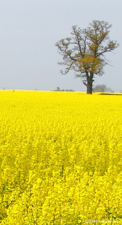 Postcard The rape of England's farmland