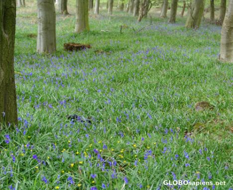 Postcard Bluebells in Spring