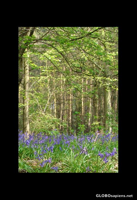 Postcard Bluebells
