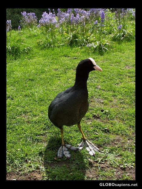 Postcard St James Park is a haven for many birds