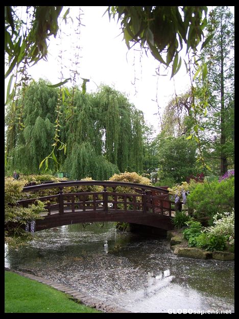 Postcard Queen Mary's Garden, Regent Park