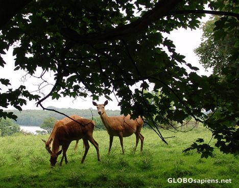 Postcard Deer at Calke Abbey, Derbyshire, England
