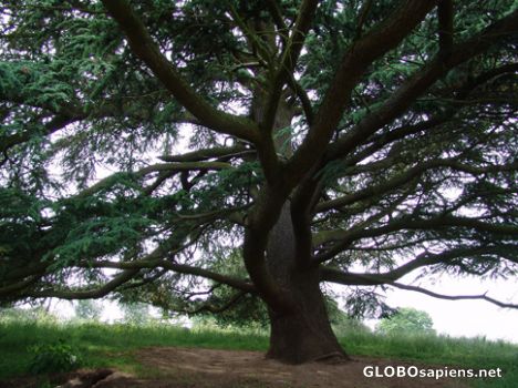 Postcard Cedar Tree at Calke Abbey