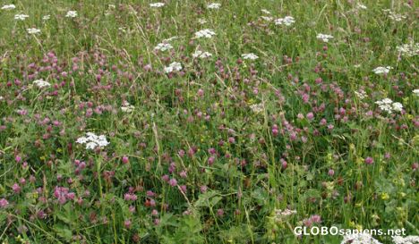 Postcard Genuine English Meadow Calke Abbey, England