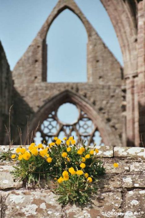 Postcard Tyntern Abbey
