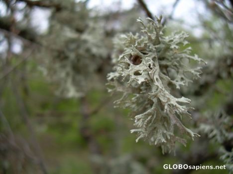 Postcard Lichen