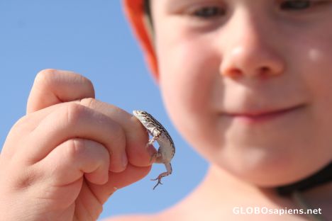 Postcard Lizard