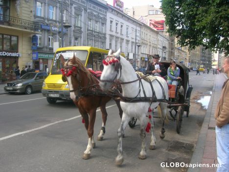 Postcard Horses in downtown