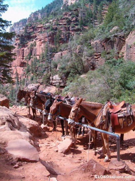Postcard Mules