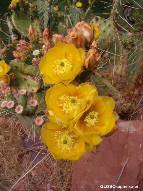 Postcard Cactus