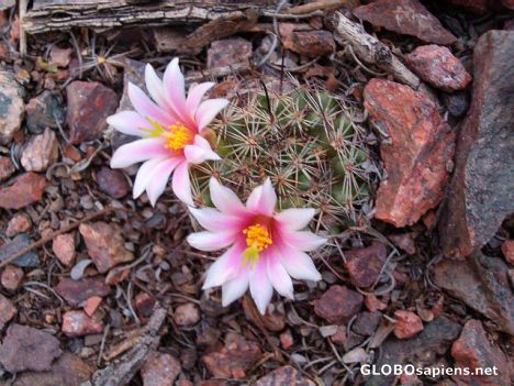 Postcard Cactus