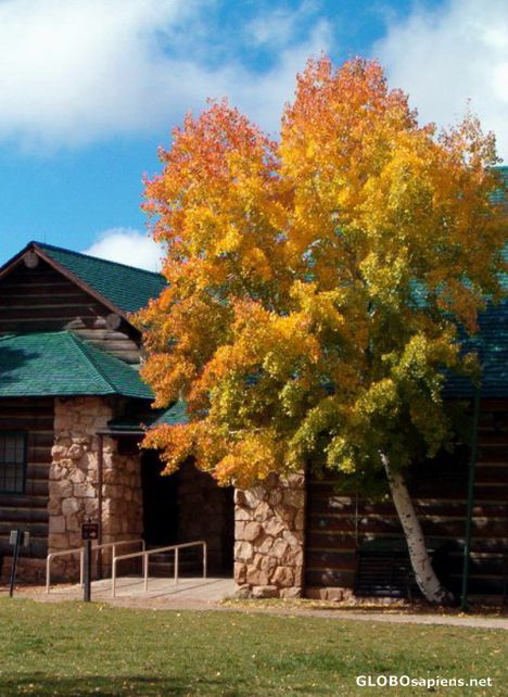 Postcard Golden Fall