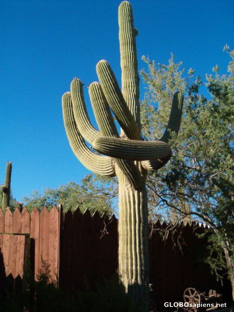 Postcard Scottsdale's scenery
