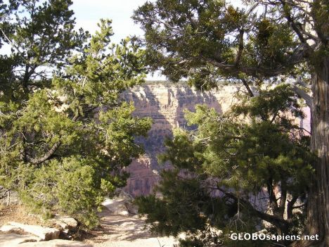 Postcard Canyon Plants