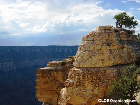 Postcard Lonely Tree on a Rock