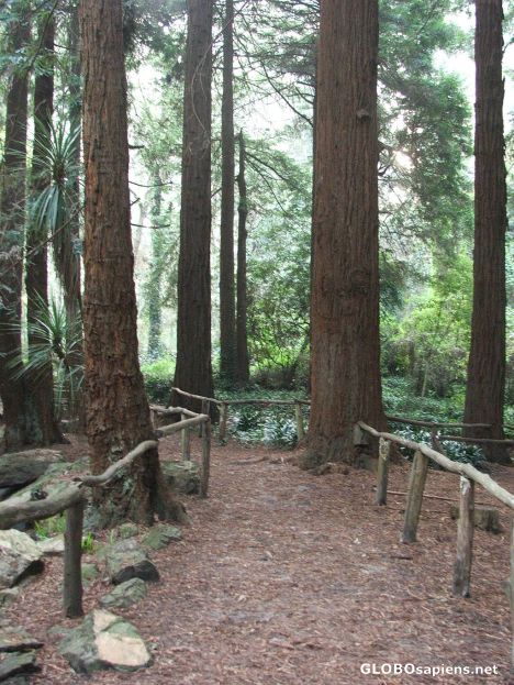 Postcard Stern Grove-scenary 1