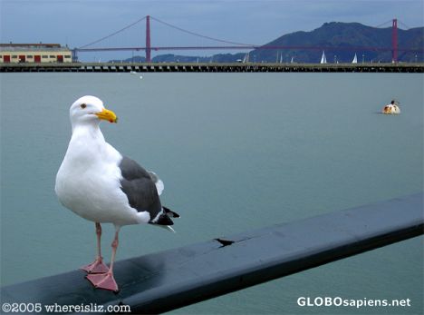 Postcard Hyde Pier Inhabitant, San Francisco USA