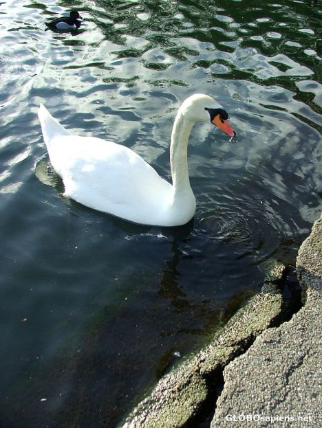 Postcard Swan in the pond