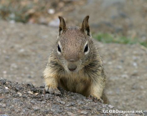 Postcard Morro Bay: California ground squirrel