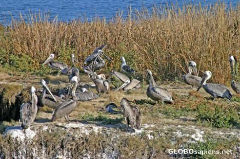 Postcard Pismo Beach: A colony of gray pelicans