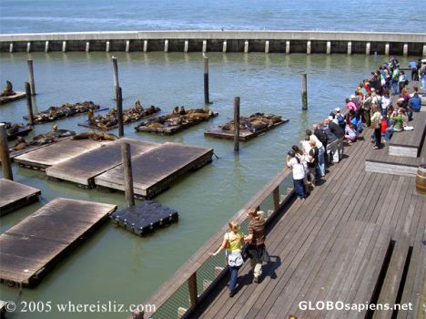 Postcard Famous Seals of Pier 39, San Francisco