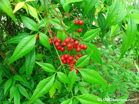 Postcard Greens and reds