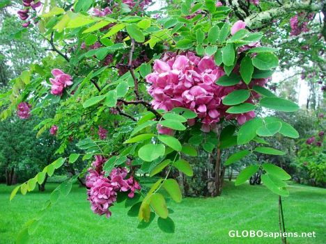 Postcard Tree in spring bloom