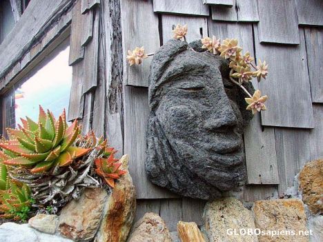 Postcard Flower face