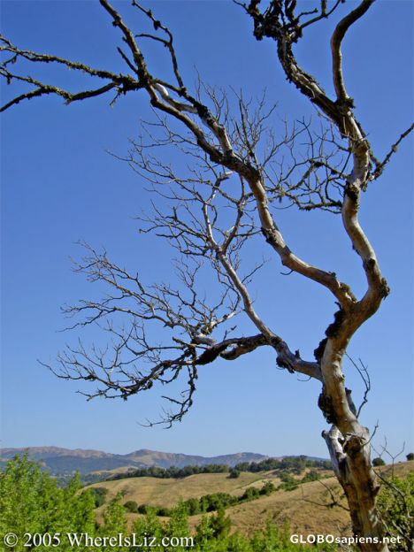 Postcard Fine Day, Fairfax, California