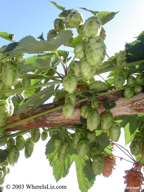 Postcard Hops, Santa Cruz, California