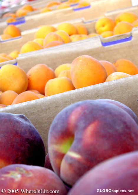 Postcard Summer Bounty, San Rafael, California
