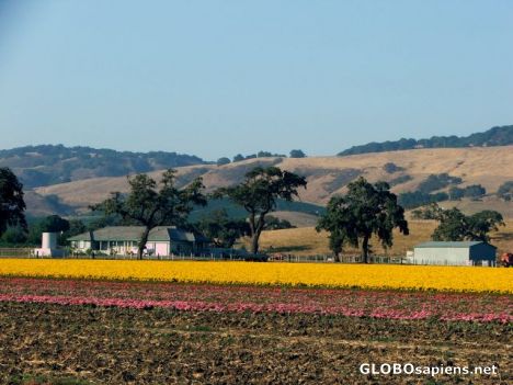 Postcard Colorful country field