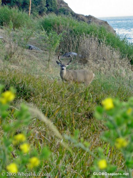 Postcard The Buck Stops Here, Angel Island