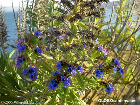 Postcard Wildflowers, Angel Island