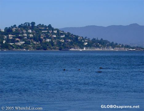 Postcard Four friendly seals say Hello! Angel Island
