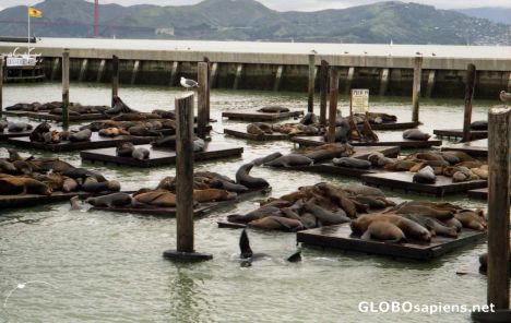 Postcard Pier 39 - Frolicking Seals